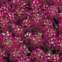 Алиссум Easter Bonnet Violet8